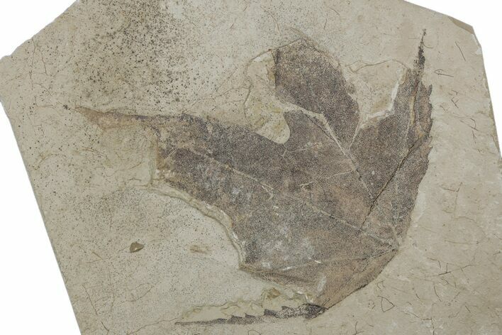Fossil Sycamore (Macginitiea) Leaf - Green River Formation, Utah #218121